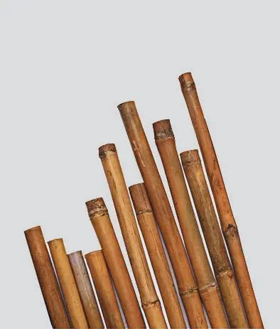 Canna bamboo cina – Ø 20/22 × Lungh. 240 cm (cf. 50 pz) - Immagine 1
