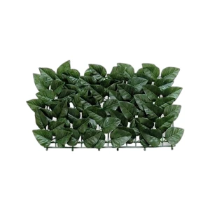 Arella sempreverde "lauro point"