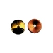 Borchia coprivite piana - Thumbnail 1